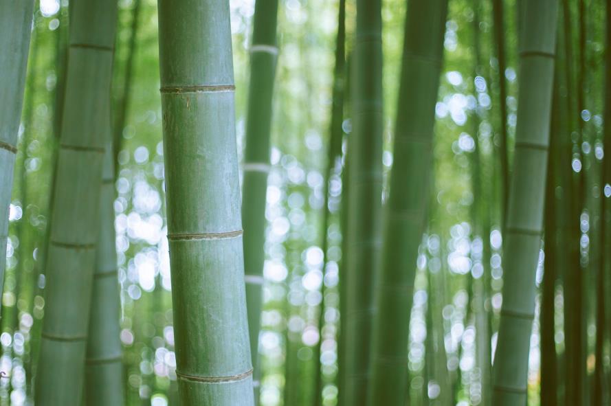 Bamboo is eco-friendly