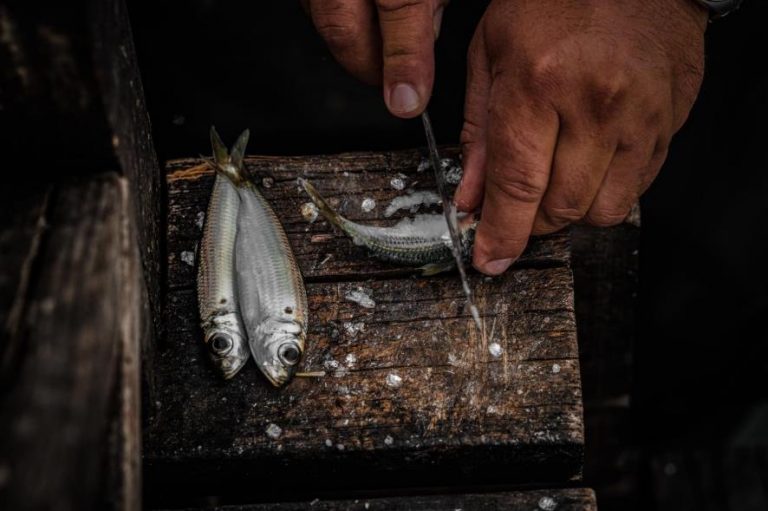 Boning Knife vs. Fillet Knife Study the Differences