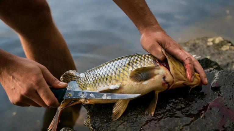 9 Types of Butcher Knives and Their Uses