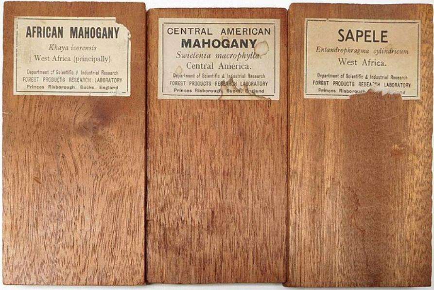 Mahogany wood: an overview