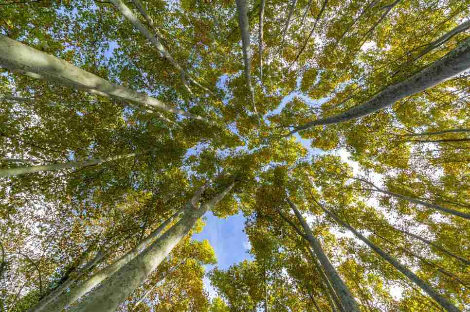 Nice poplar trees from bottom view in a sunny day in Spain